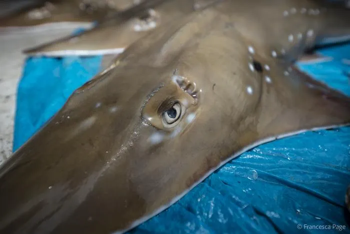 A Critically Endangered wedgefish