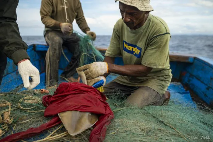 Tagging a wedgefish