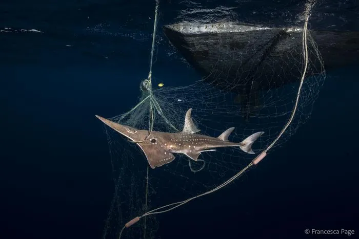 Wedgefish caught in a net