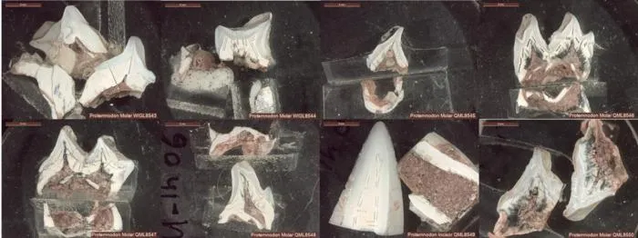 Megafauna mobility: Assessing the foraging range of an extinct macropodid from central eastern Queensland, Australia