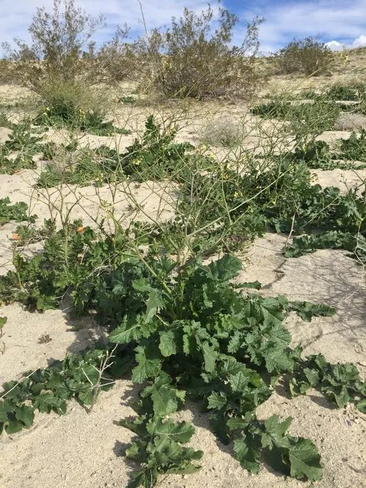 Saharan mustard