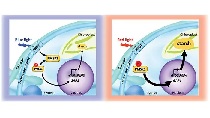 Blue light affect on starch production in Chlamydomonas reinhardtii