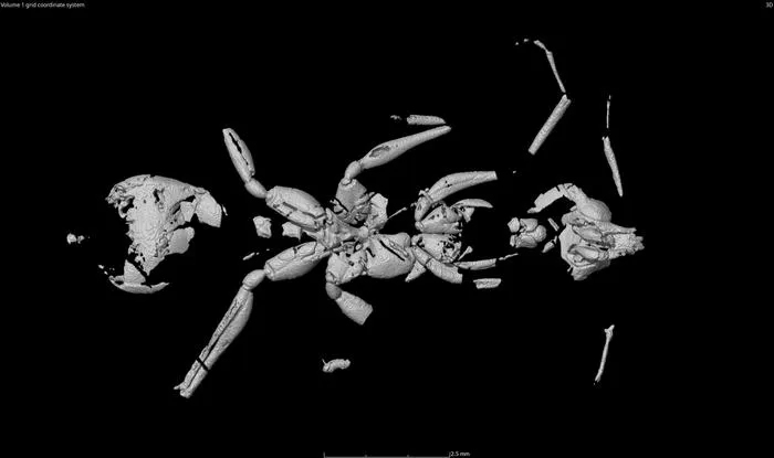 Ant CT-Scan reconstruction