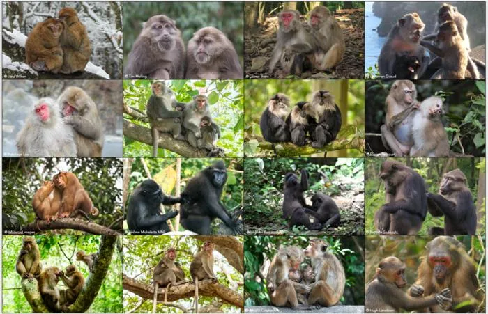 Macaque species