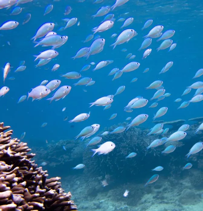 Damselfish, the fish used in the study, in the waters surrounding Okinawa Island