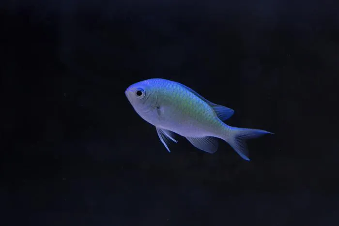 A lone damselfish