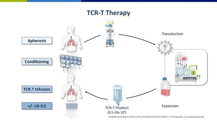 The production of T cell receptor-modified T cells