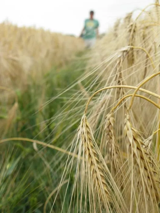 Cereal crop field in the Netherlands