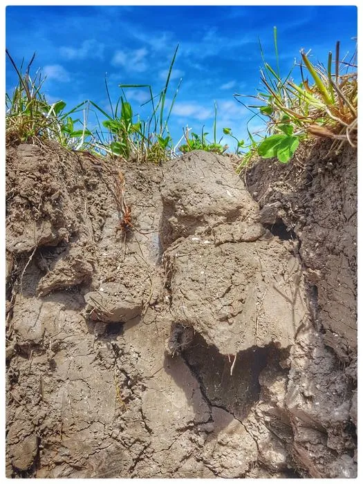 Soil under clover field