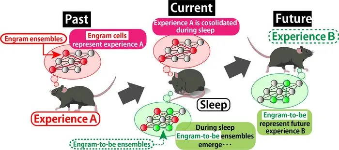Sleep's Dual Role in Memory Processing