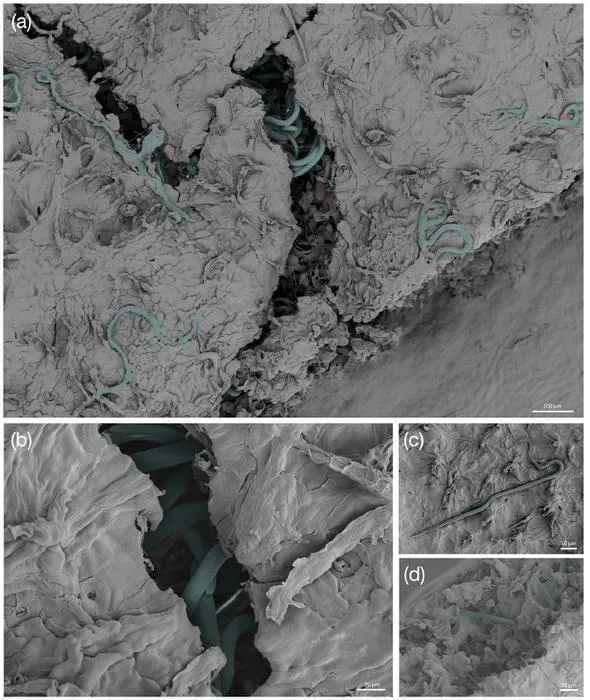 Nematodes invading European beech leaf tissue under electron microscope
