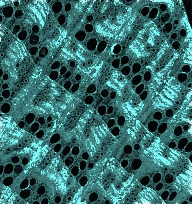 MicroCT Wood Cell Wall