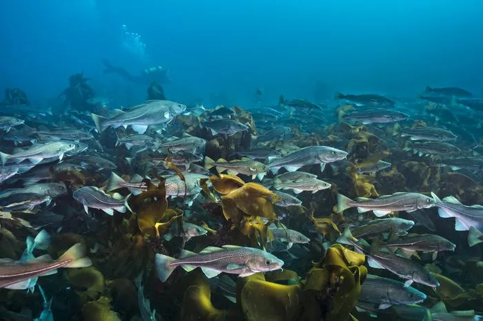 Atlantic cod