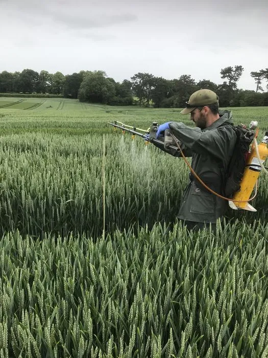Applying the T6P biostimuant