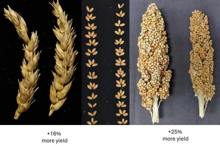 Wheat and sorghum treated with T6P precursor