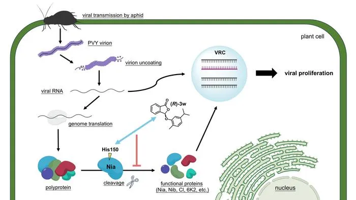 Fig. 2：The proposed mechanism of action of (R)-3w.