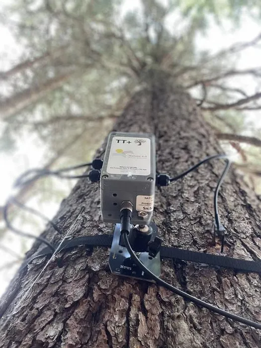 Spruce with recording unit attached_credit Monica Gagliano