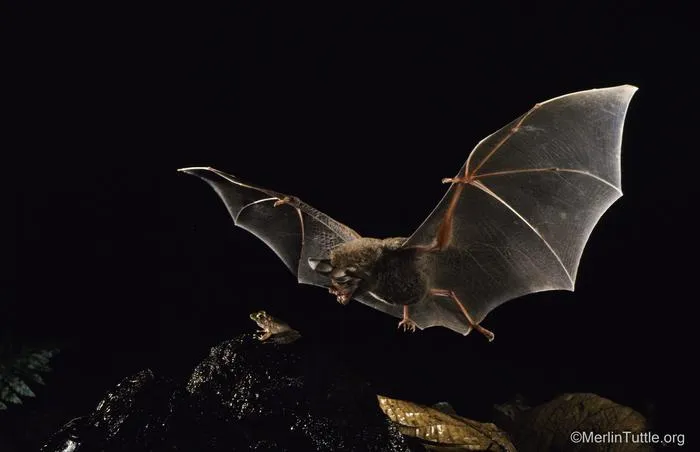 A fringe-lipped bat attacks a Fitzinger's robber frog