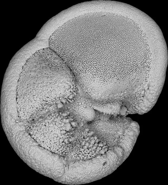 Globorotalia tumida