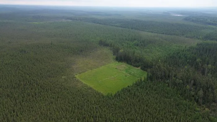 Well pad vegetation established