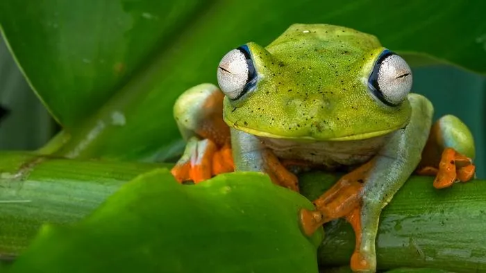 Tropical Tree Frog