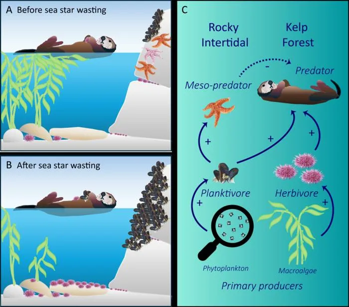 Fig.6 sea otter mussel foraging