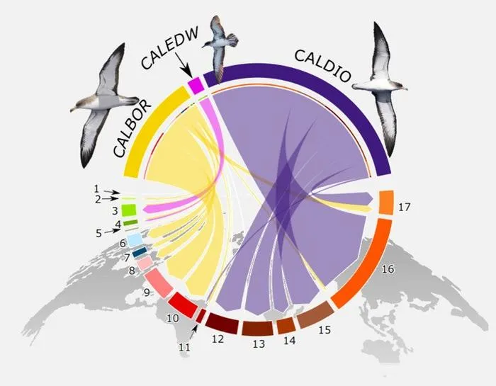 Deciphering the migratory behaviour and connectivity of Mediterranean and Atlantic Cory’s shearwaters
