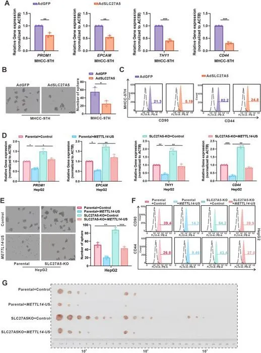 SLC27A5 inhibited HCC stemness by regulating METTL14-APA.