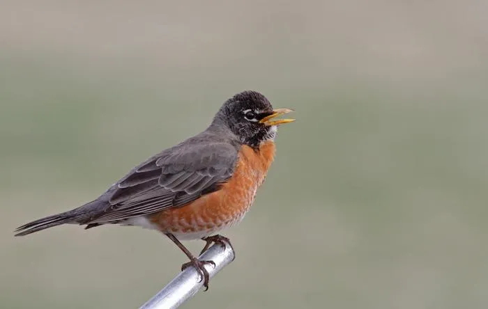 American Robin
