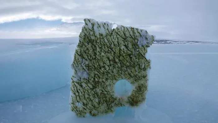 Ice covered with ice algae