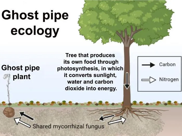 Graphic of ghost pipe in forest soils