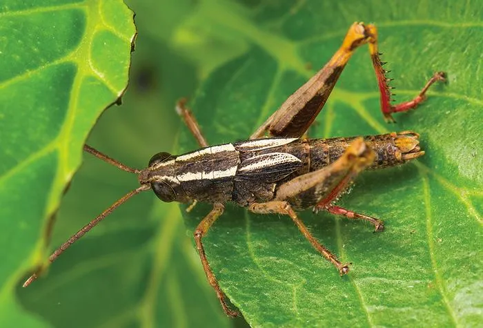 Eyprepocprifas insularis