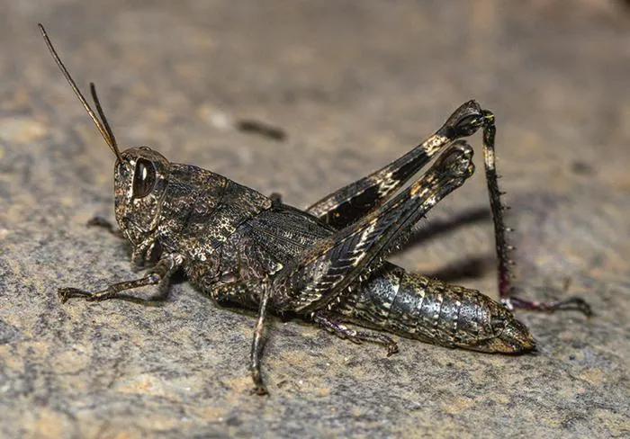 Eyprepocprifas insularis