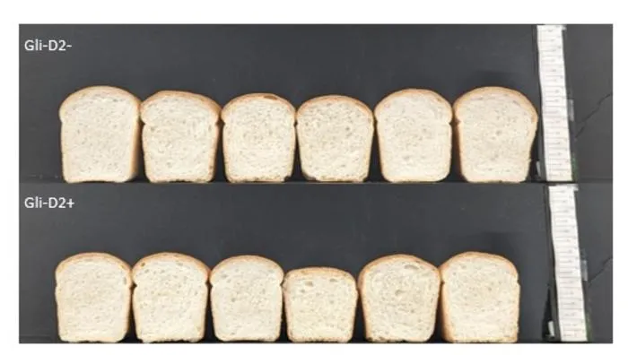 Bread wheat experiment
