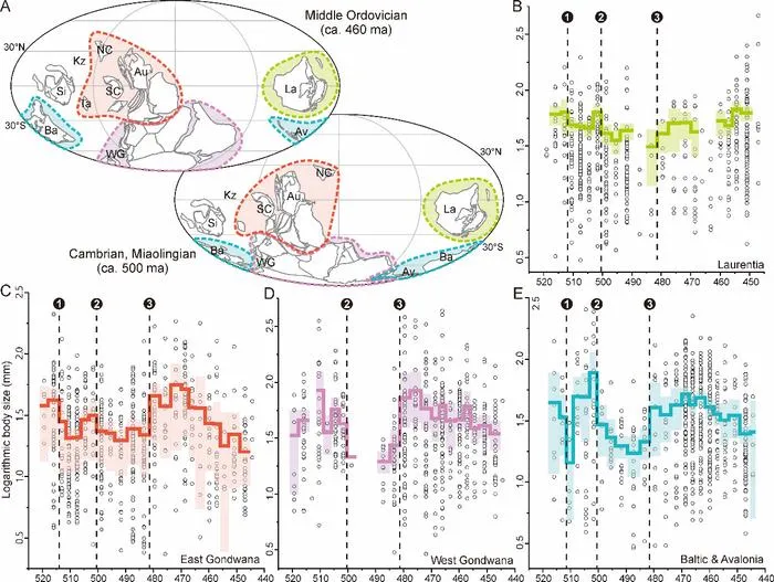 Body size evolution of Cambrian-Ordovician trilobites in Laurentia (B), East Gondwana (C), West Gondwana (D), Baltica and Avalonia (E)