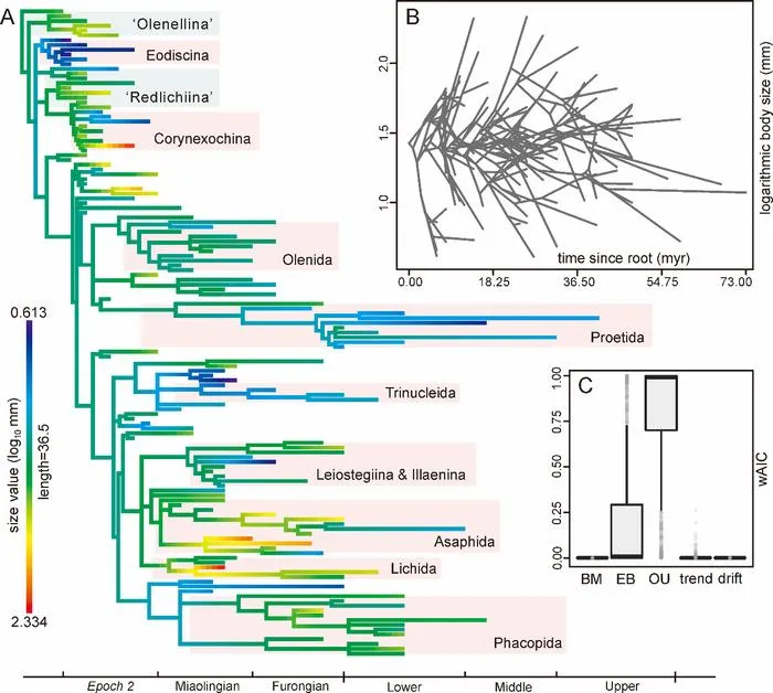 Phylogenetic based family-level body size evolution in Cambrian-Ordovician trilobites