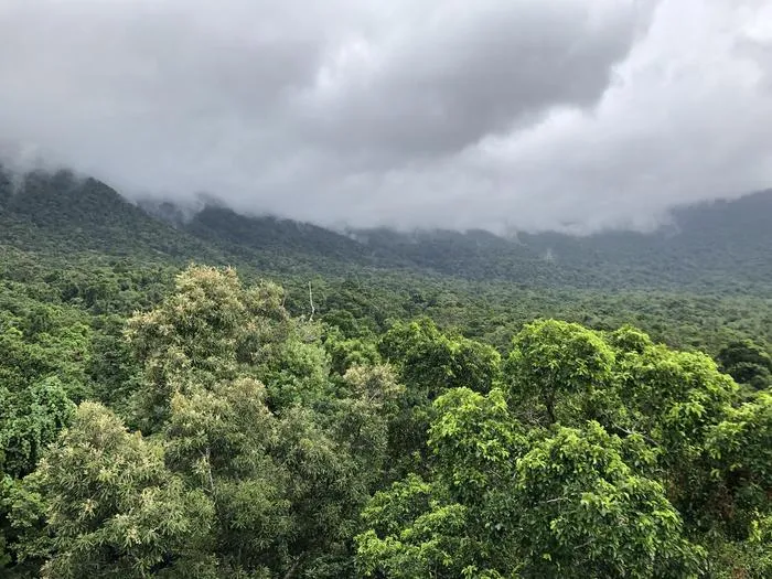Australia’s Daintree Rainforest
