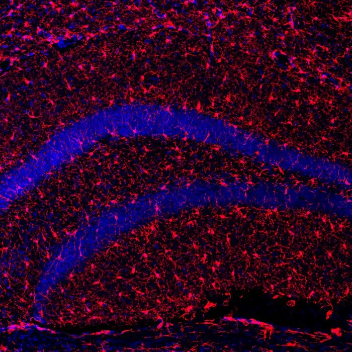 Klotho: a protein that promotes healthy aging and improves longevity