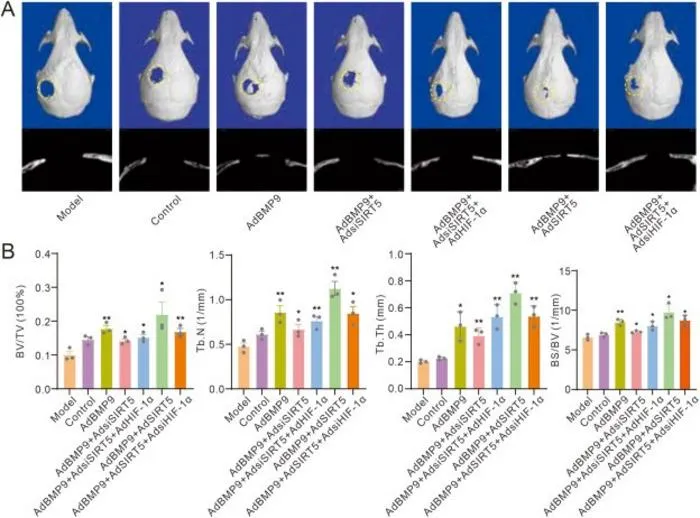 Effects of SIRT5 and/or HIF-1α on BMP9-induced bone defect repair.