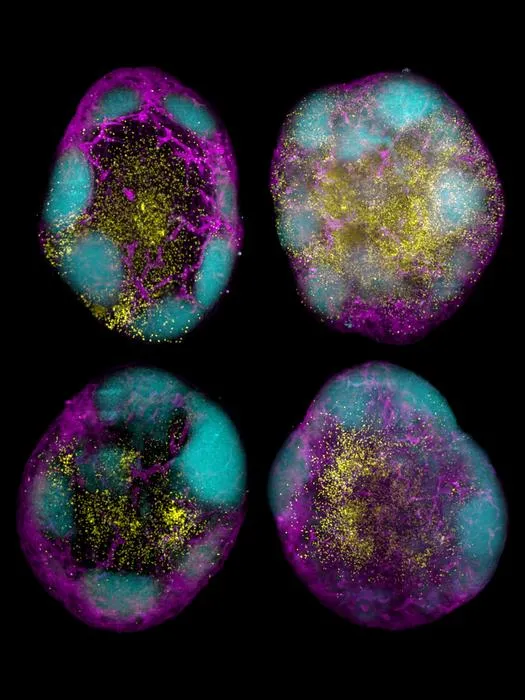 CD8+ T cells