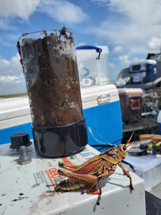 Sediment core and grasshopper