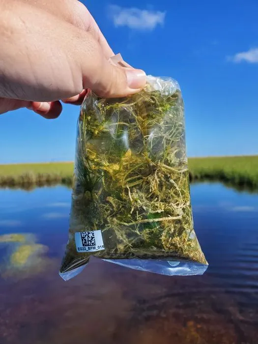 Aquatic plant samples in bag