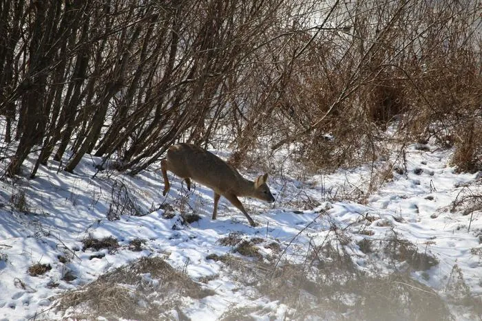 Water deer