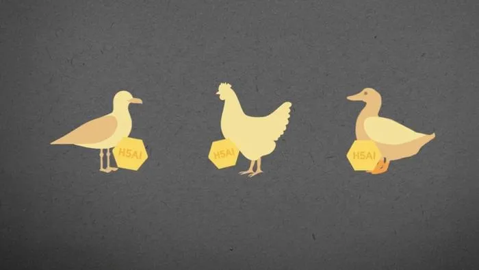 The Deadly Five: Avian Influenza