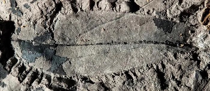 fossil leaf of a Kapur Paya tree