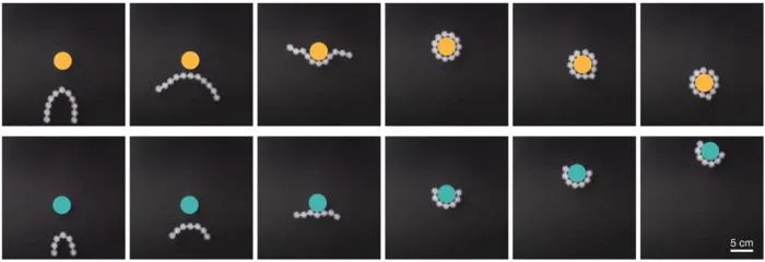 Picture 3. (Top) Link-bot wrapping around and retrieving an object. (Bottom) Link-bot transporting an object over a distance.