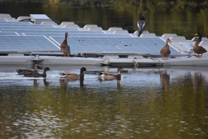 Ducks and floating solar