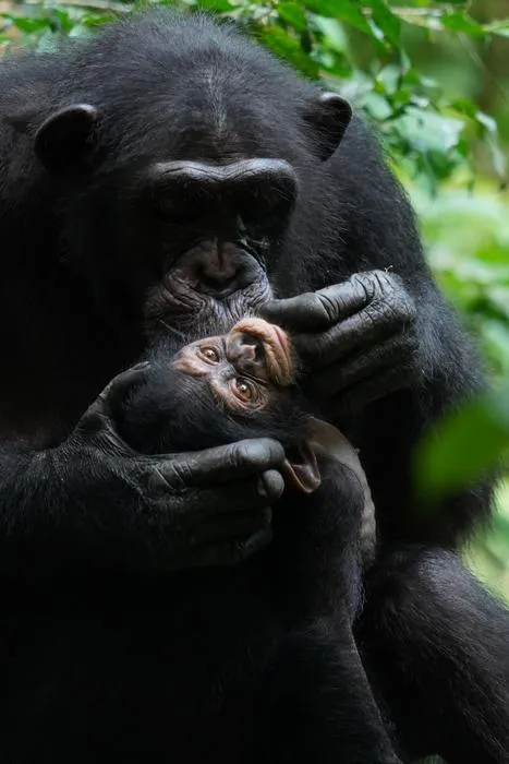 Chimpanzee mother with her offspring