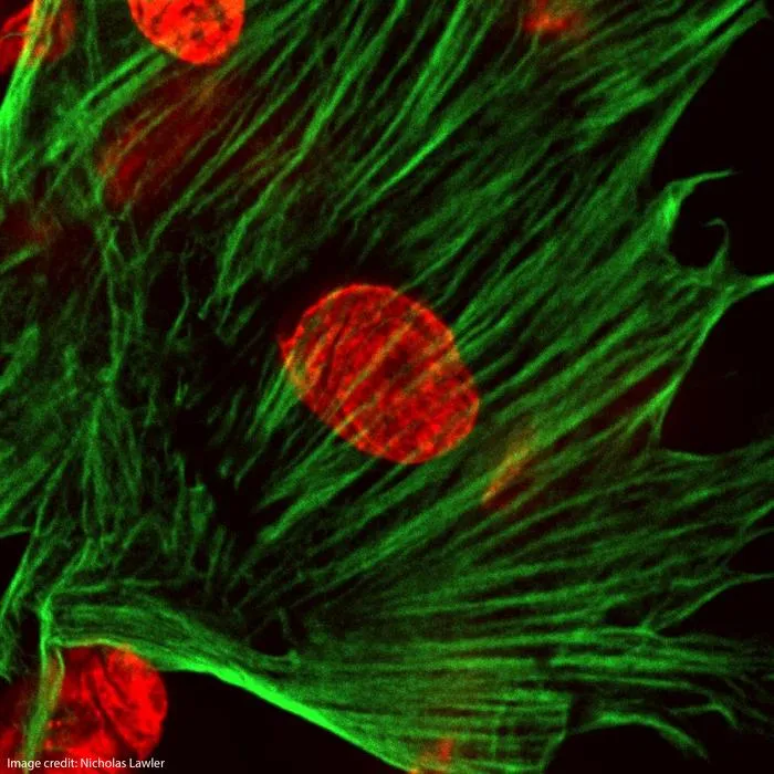 Chromatin