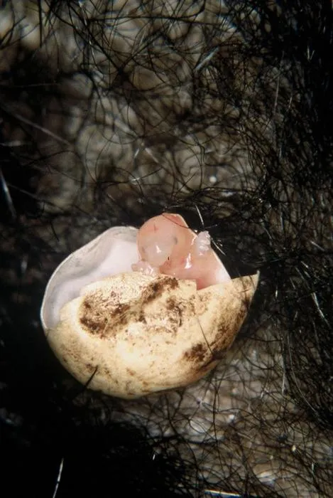Echidna puggle credit Peggy Rismiller and Michael McKelvey